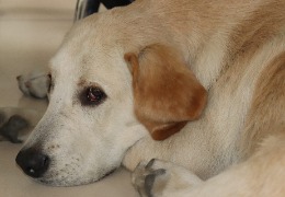 食品原料小百科：小狗會(huì )不會(huì )得關(guān)節炎？