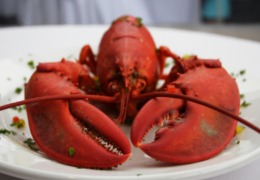 化妝品原料小百科：蝦青素的來(lái)源你知道嗎？